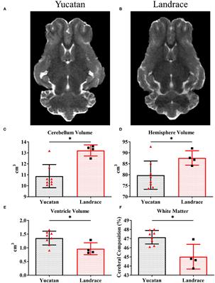 Magnetic Resonance Imaging and Gait Analysis Indicate Similar Outcomes Between Yucatan and Landrace Porcine Ischemic Stroke Models